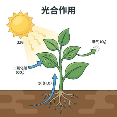光合作用可视化：高中生物学教育信息图
