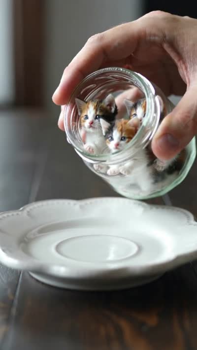 梦幻猫咪罐：超现实萌宠视频