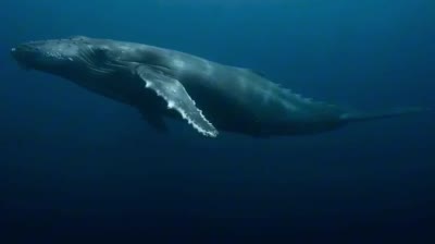 نمونهٔ 深海巨兽：海沟中的祥和神秘生物