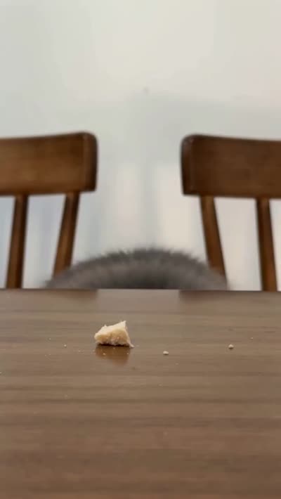 نمونهٔ 猫咪偷食大作战：电影感宠物VLOG动作序列