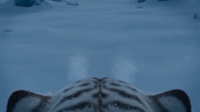 نمونهٔ 冰川白虎猎杀：第一人称视角震撼追踪